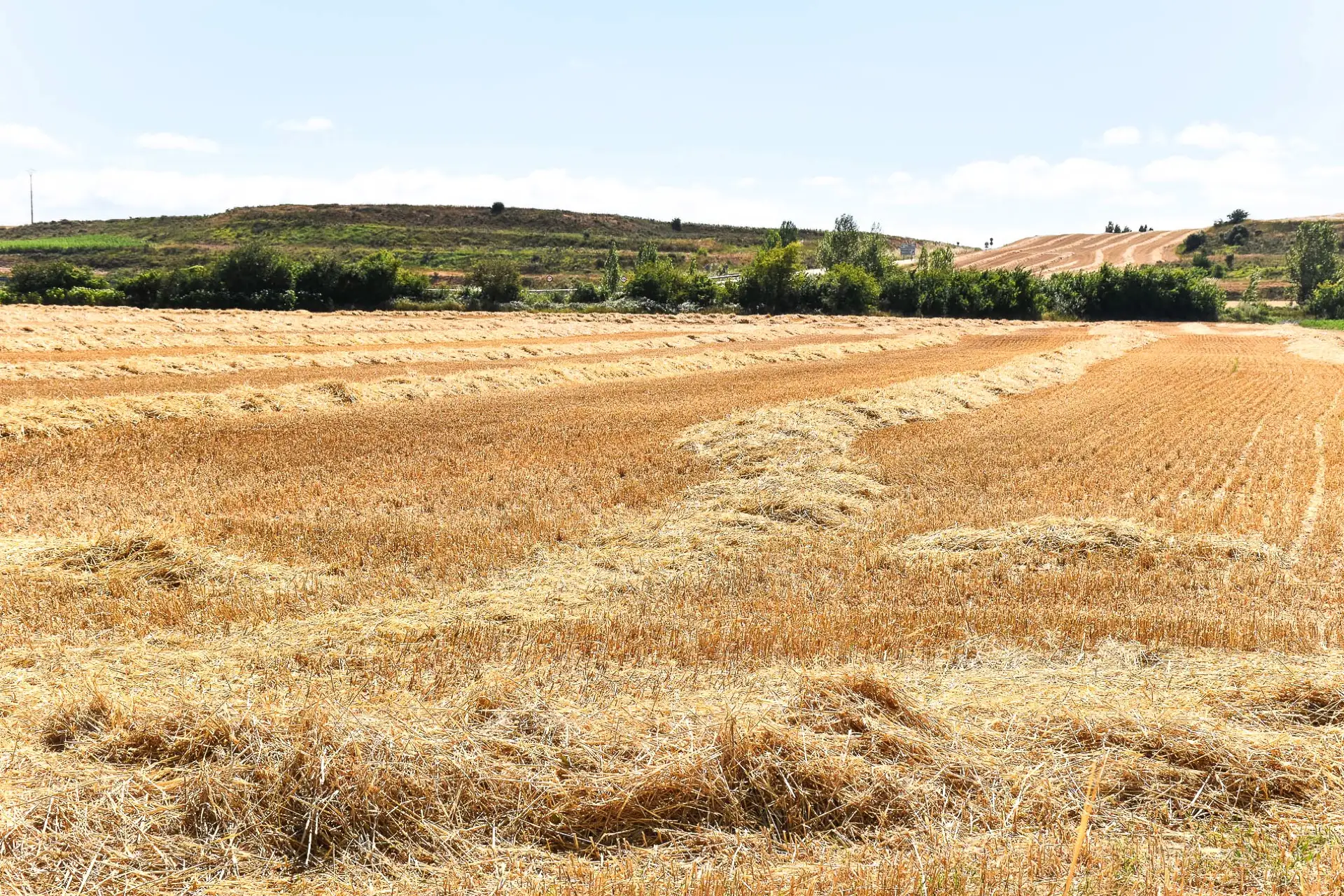 Campo de cereal recién cosechado con la paja en hileras