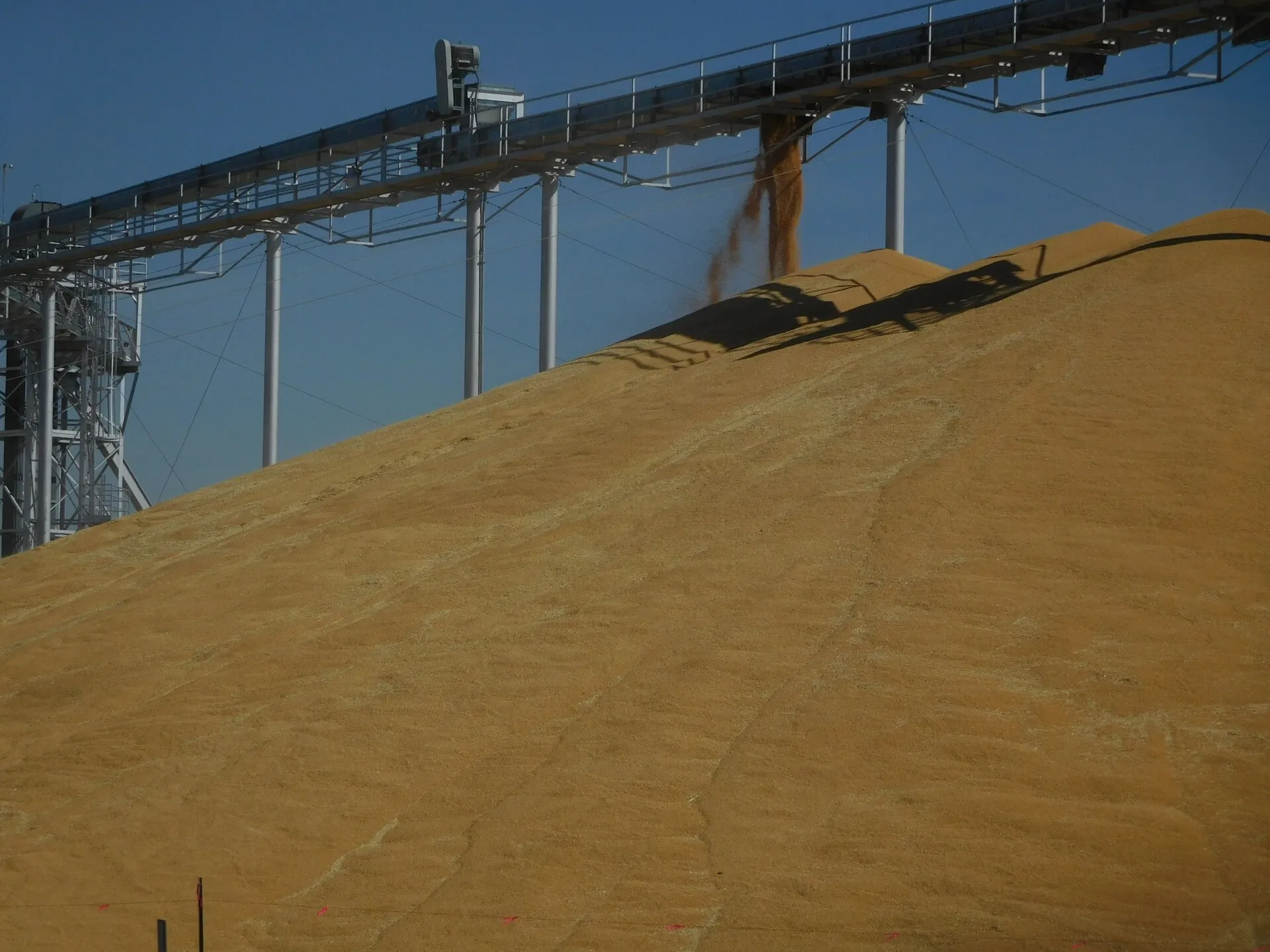 Cereal a granel descargado en montón junto a un elevador de grano